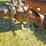 #2527-•-bf-avery-tractor-image-15