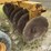 rome-345-heavy-duty-tandem-disk-harrow-image-11
