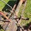#2527-•-bf-avery-tractor-image-19