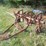 tractor-drawn-multi-row-cultivator-implement-with-metal-frame-and-ground-wheels-image-1