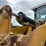 2014-caterpillar-972k-image-13