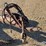 dika-hydraulic-drum-root-rake-image-5