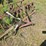 #2542-•-roseman-3pt-rake-image-9