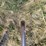 sperry-new-holland-model-380-bale-handler-fork-attachment-image-4