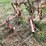 tractor-drawn-multi-row-cultivator-implement-with-metal-frame-and-ground-wheels-image-4