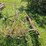 #2540-•-roseman-3pt-rake-image-2