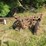 tractor-drawn-pull-type-moldboard-plow-image-3