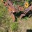 #2539-•-lely-ts-sb150-rotivator-seeder-image-14