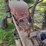 farmall-cub-with-sickle-mower-image-15