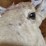 whitetail-deer-shoulder-taxidermy-mount-image-3