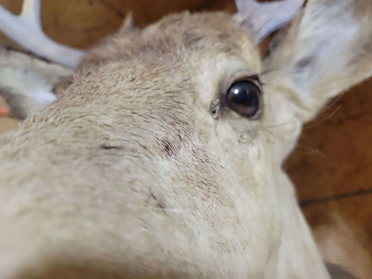 whitetail-deer-shoulder-taxidermy-mount-image-3