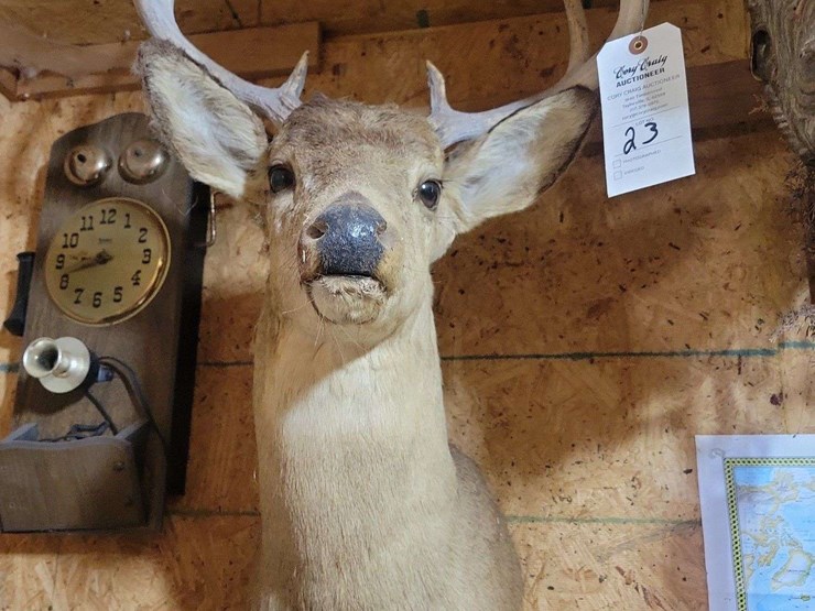 whitetail-deer-shoulder-taxidermy-mount-image-1