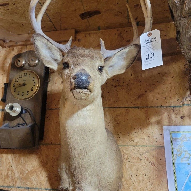 Whitetail Deer Shoulder Taxidermy Mount