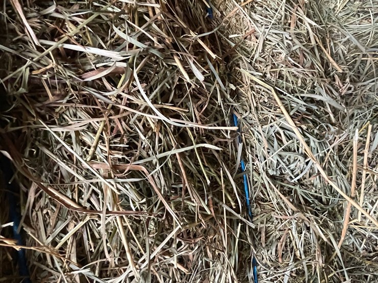 #1950-•-(10)-2026-first-crop-3-x-3-x-7-large-square-hay-bales-image-4