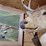 whitetail-deer-shoulder-taxidermy-mount-image-2