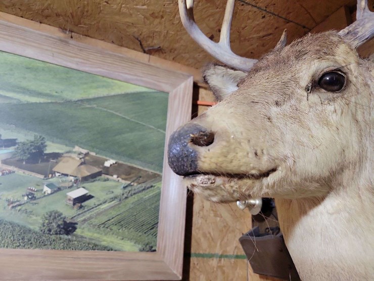 whitetail-deer-shoulder-taxidermy-mount-image-2