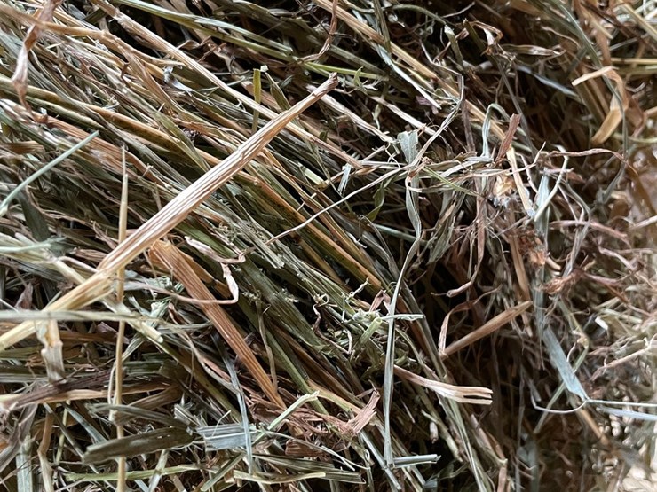 #1952-•-(10)-2026-first-crop-3-x-3-x-7-large-square-hay-bales-image-13