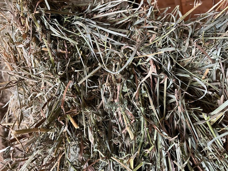 #1950-•-(10)-2026-first-crop-3-x-3-x-7-large-square-hay-bales-image-6