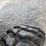 #25317-•-2013-yamaha-grizzly-700-image-34