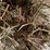 #1954-•-(10)-2026-first-crop-3-x-3-x-7-large-square-hay-bales-image-15