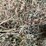#1952-•-(10)-2026-first-crop-3-x-3-x-7-large-square-hay-bales-image-10