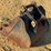 caterpillar-303-image-2
