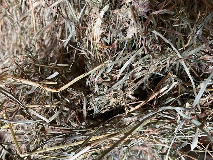 #1950-•-(10)-2026-first-crop-3-x-3-x-7-large-square-hay-bales-image-11