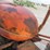 allis-chalmers-wd-image-8