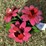 #176-•-metal-art---small-cactus-w/pink-flower-image-2
