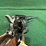 colt-buntline-scout-22cal-revolver-image-10