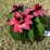 #176-•-metal-art---small-cactus-w/pink-flower-image-1