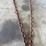 12ft-log-chain-image-2