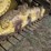 caterpillar-d5m-lgp-image-13
