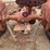 allis-wc-tractor-image-12