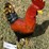 #175-•-metal-art---rooster-image-2