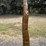 #34-•-metal-art---palm-tree---approx:-6ft-image-3