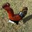 #175-•-metal-art---rooster-image-1