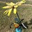 #173-•-metal-art---bumblebee-w/umbrella-&-sunflower-image-1