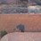 allis-chalmers-8030-image-27