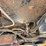caterpillar-th360b-image-65