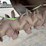 1998-frontier-ps16u4t-wind-row-turner-image-11