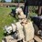 #2067-•-2017-cornel-4stx-404-towable-water-pump-image-19