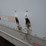 2005-great-dane-van-image-23