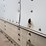 2004-great-dane-van-image-27