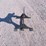 #3109-•-new-steel-coyote-shooting-target-image-2