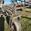 35'-flex-coil-chisel-plow,-floating-hitch,-very-good-harrows-image-24