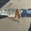 bertram-20-moppie-powerboat-w/trailer-"island-girl"-image-6