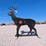 #3030-•-new-steer-deer-shooting-target-image-1