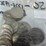 #40134-•-(50)-1776-1976-bicentennial-dollar-coins-image-19
