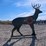 #3030-•-new-steer-deer-shooting-target-image-4